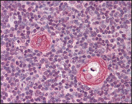 Anti-VISA (AB2) antibody produced in rabbit affinity isolated antibody, buffered aqueous solution