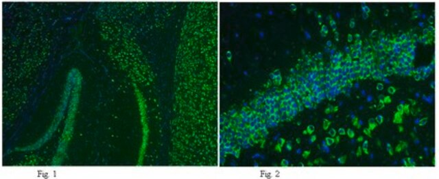 Anti-GluR2 Antibody, clone 6C4, Alexa Fluor&#8482; 488 Conjugate clone 6C4, from mouse, ALEXA FLUOR&#8482; 488