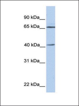 Anti-GLA antibody produced in rabbit affinity isolated antibody