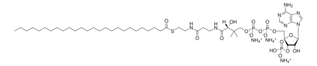 26:0 Coenzyme A Avanti Research&#8482; - A Croda Brand 870726P, powder