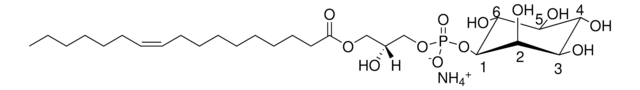 17:1 Lyso PI 1-(10Z-heptadecenoyl)-2-hydroxy-sn-glycero-3-phospho-(1&#8242;-myo-inositol) (ammonium salt), powder