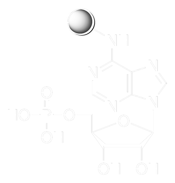 Adenosine 5&#8242;-monophosphate–Agarose lyophilized powder